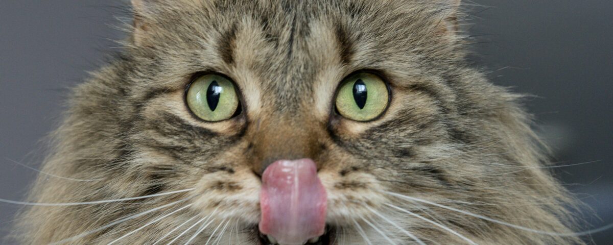 How to Choose the Right Food for Your Cat