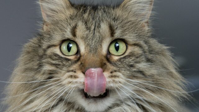 How to Choose the Right Food for Your Cat